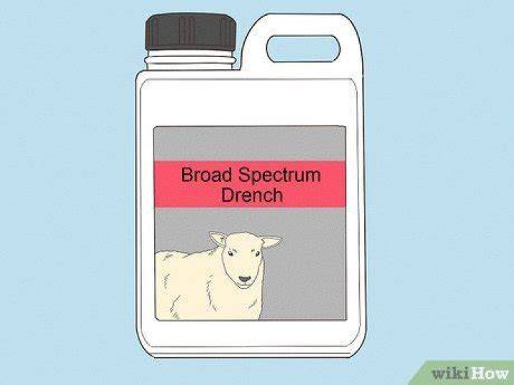 What age do you drench lambs?