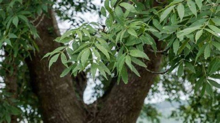 What Animals use ash trees?