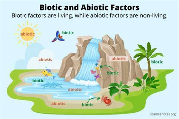 What are 5 major biotic factors in rocky shores?
