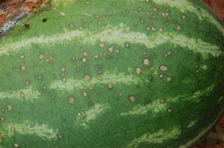 What are the brown spots on watermelon?