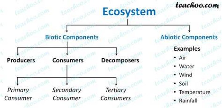 What are the components of ecosystem?
