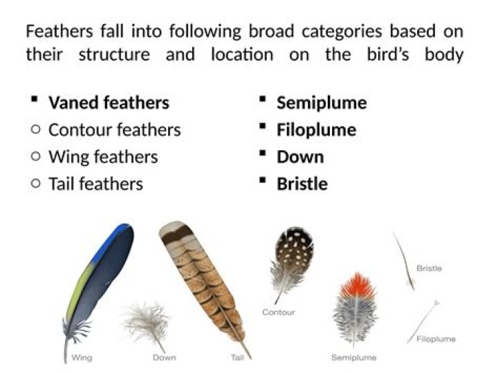 What are the types of feathers found on birds and what are their purposes?
