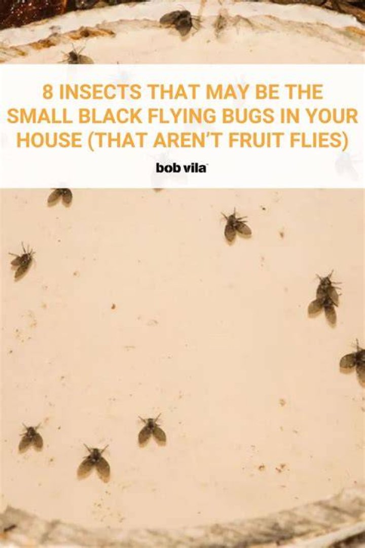 What are these little black bugs flying in my house?