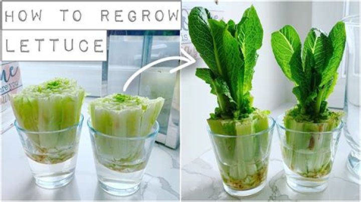 What can I do with living lettuce?