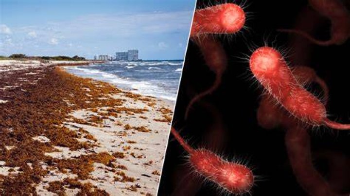 What causes flesh eating bacteria in the Gulf of Mexico?