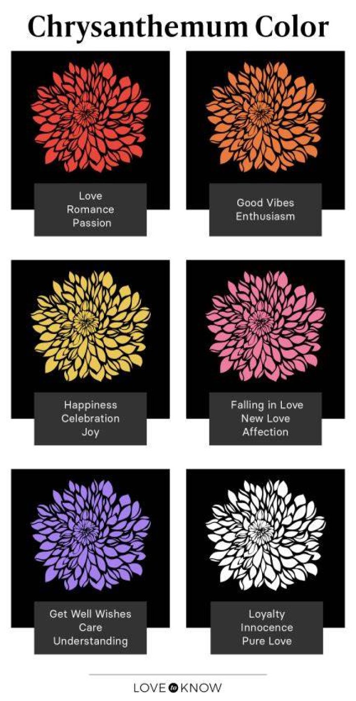 What color do Chrysanthemums come in?