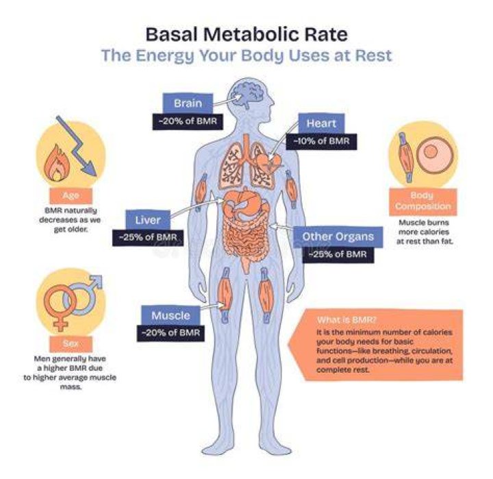 What decreases basal metabolic rate?