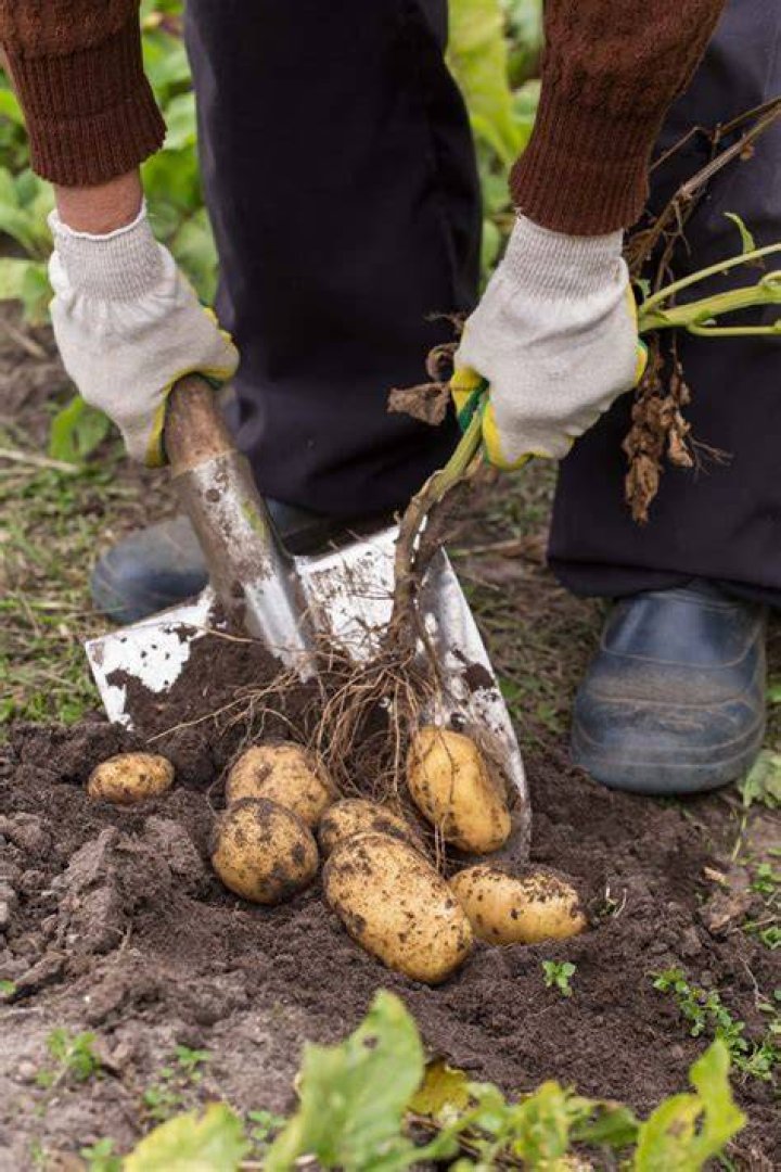 What do you do with potatoes after you dig them up?