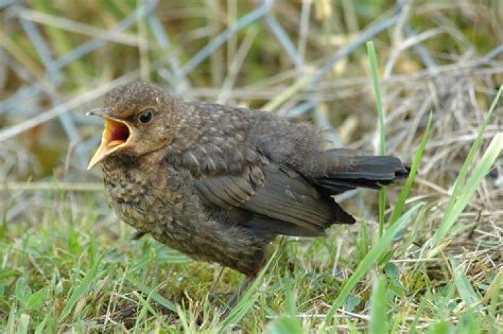 What does a fledgling Blackbird look like?