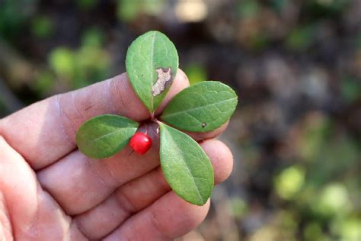 What does a Teaberry plant look like?