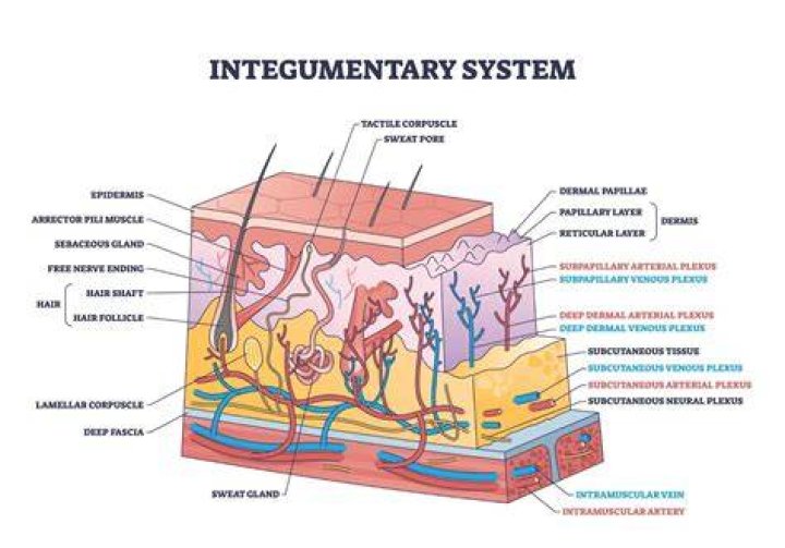 What does the human integumentary system include?