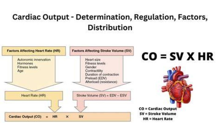 What factors affect cardiac output?
