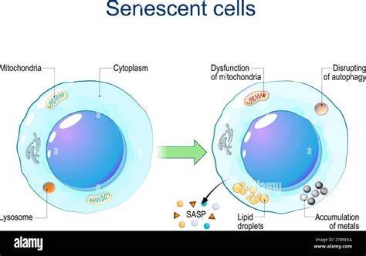 What happens to senescent cells?