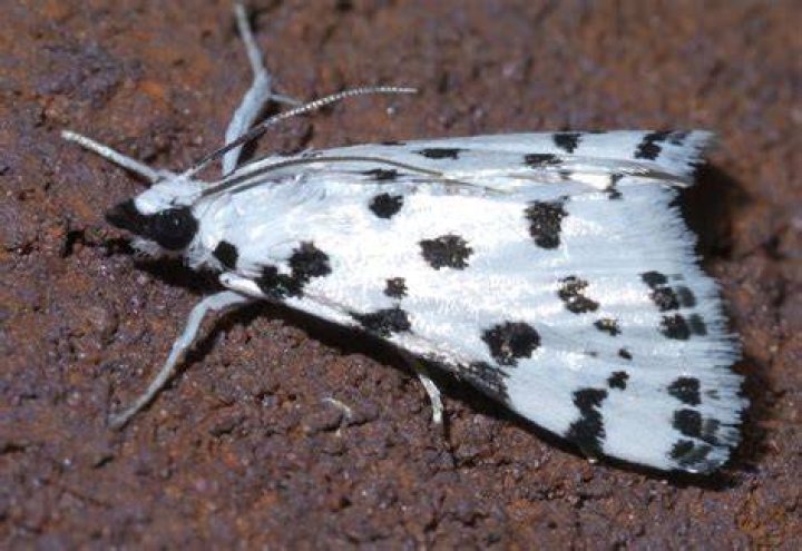 What is a black and white moth called?