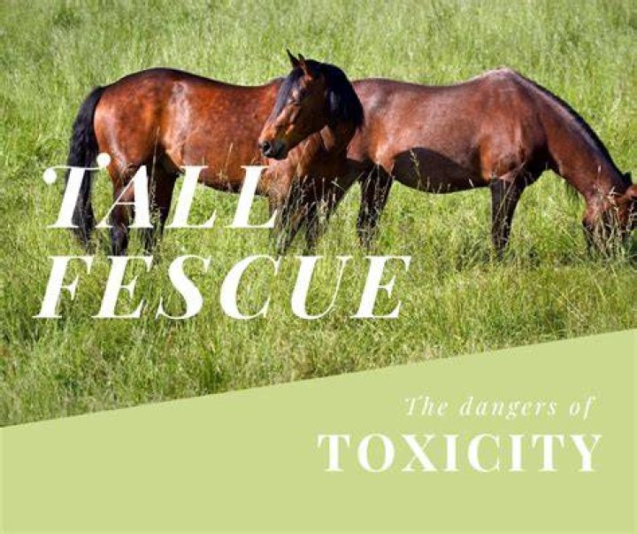 What is fescue toxicity?