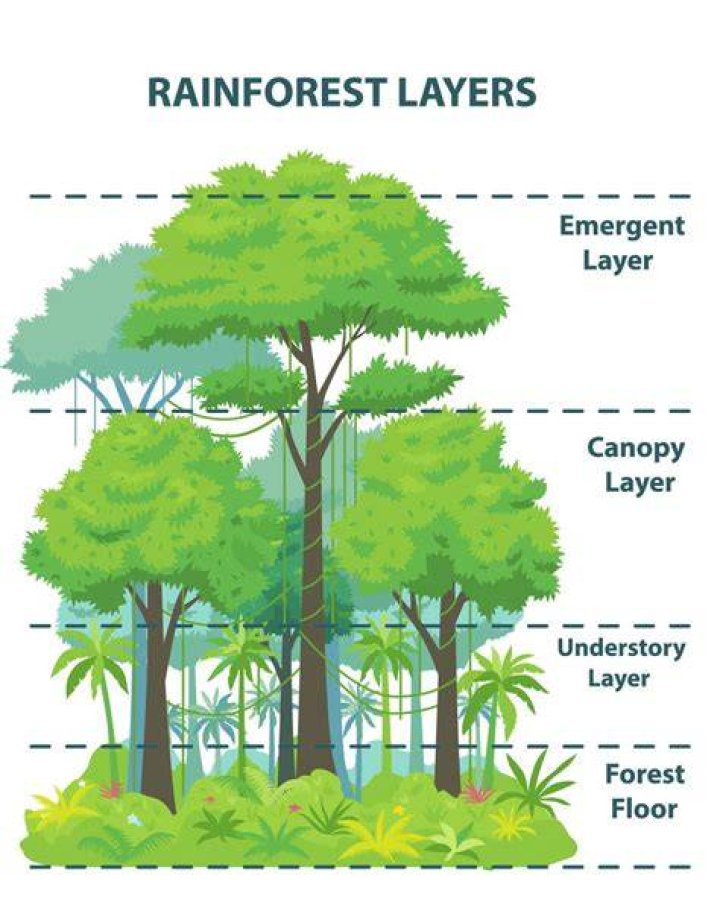 What is in the emergent layer?