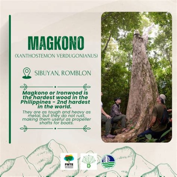 What is Magkono tree?