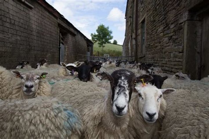 What is sheep drenching?