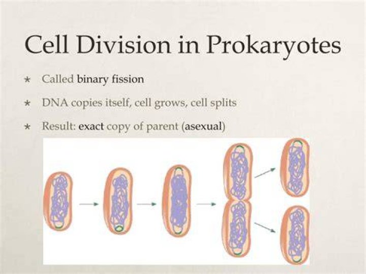What is the cell division in prokaryotes called?