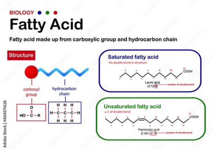 What is the function of a saturated fatty acid?