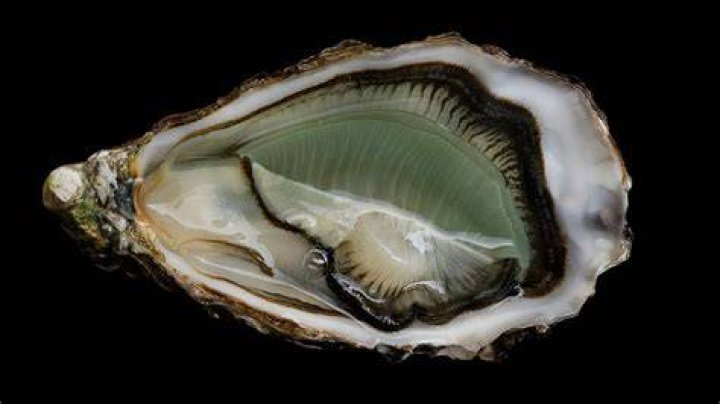 What is the green inside of oysters?