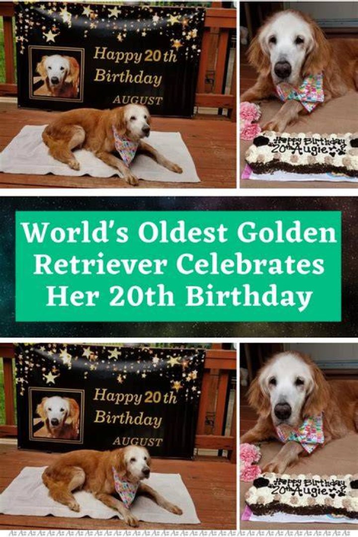 What is the oldest golden retriever on record?