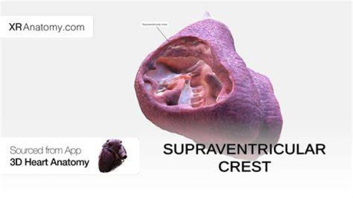 What is the supraventricular crest?