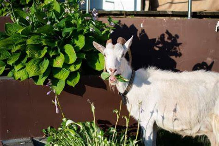 What plants are good for goats?