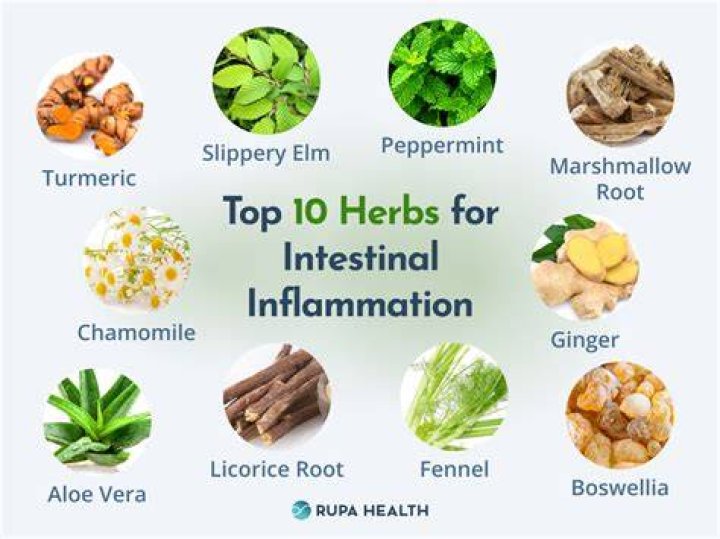 What reduces intestinal inflammation?
