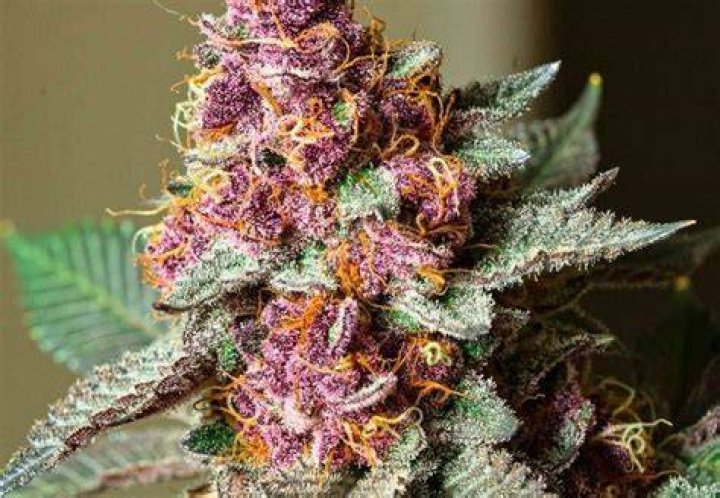 What strains are good for focus?