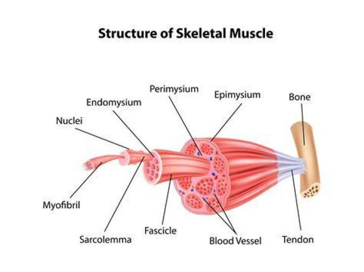 What structures can be found in a muscle?