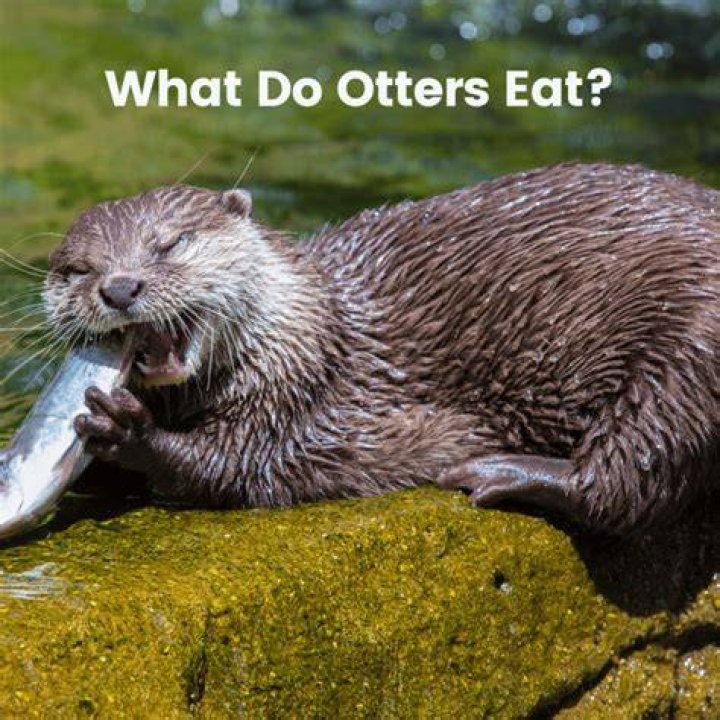 What time of day do otters feed?