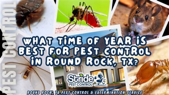 What time of year is best for pest control?