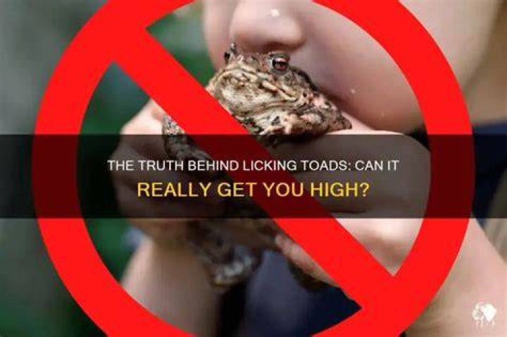 What toad do people lick to get high?