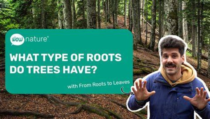What type of business is roots?