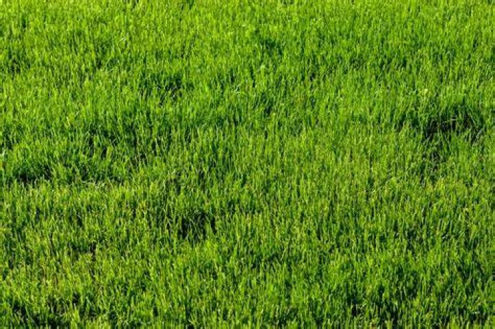 What type of grass is bright green?