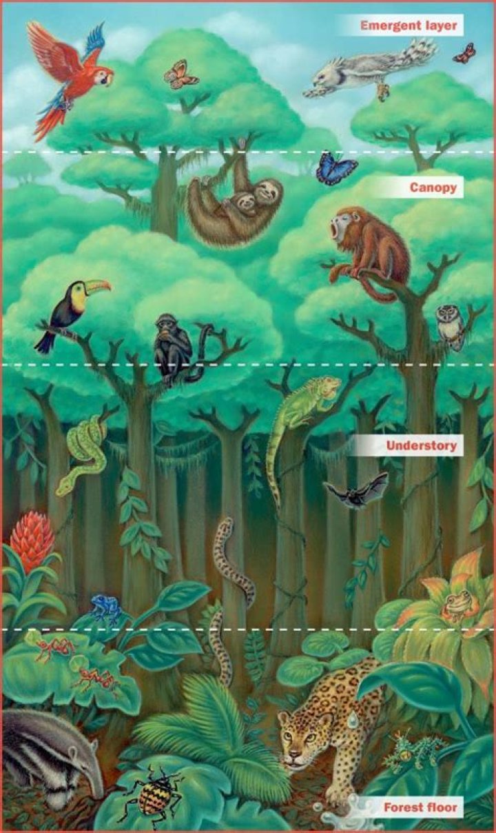 What types of animals live in the emergent layer of the Amazon rainforest?