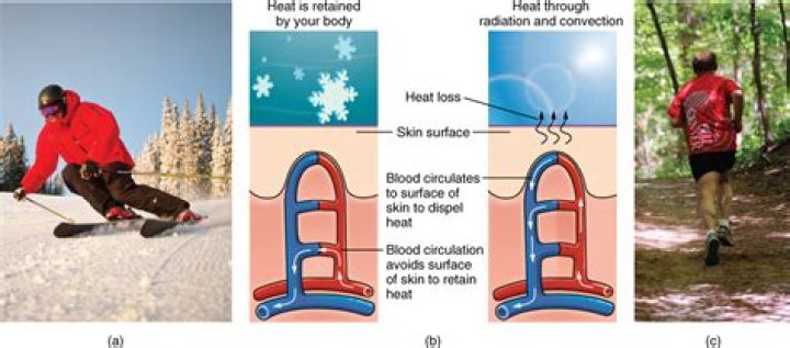 When the body temperature drops below normal dermal blood vessels dilate?