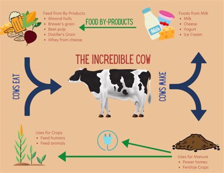 Which disease has prompted regulations that prohibit the entry of down cattle into the food chain?