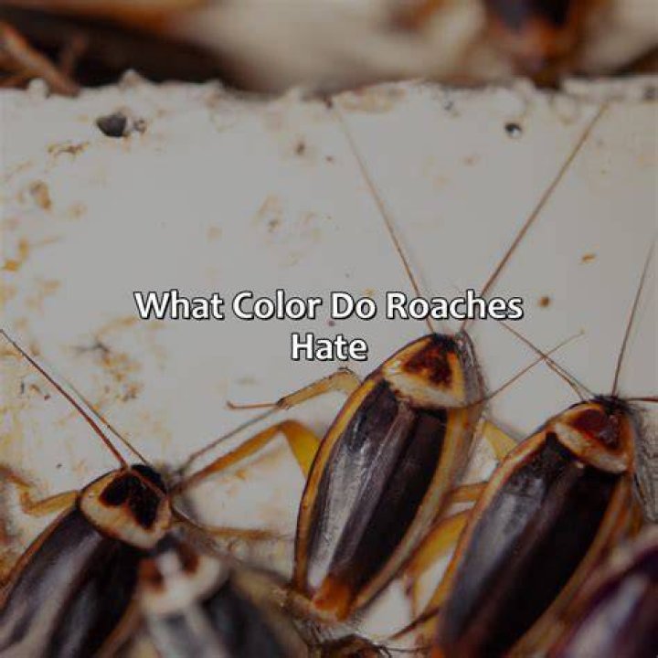 Why do roaches hate light?