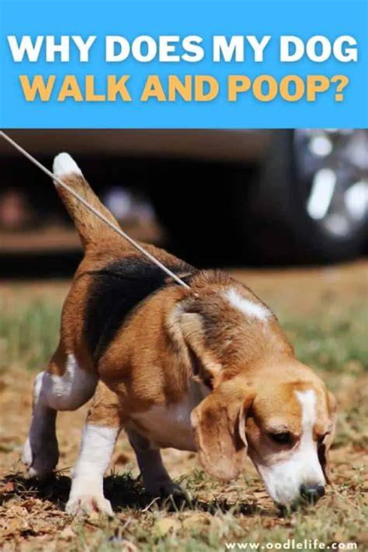 Why does my dog run around after pooping?