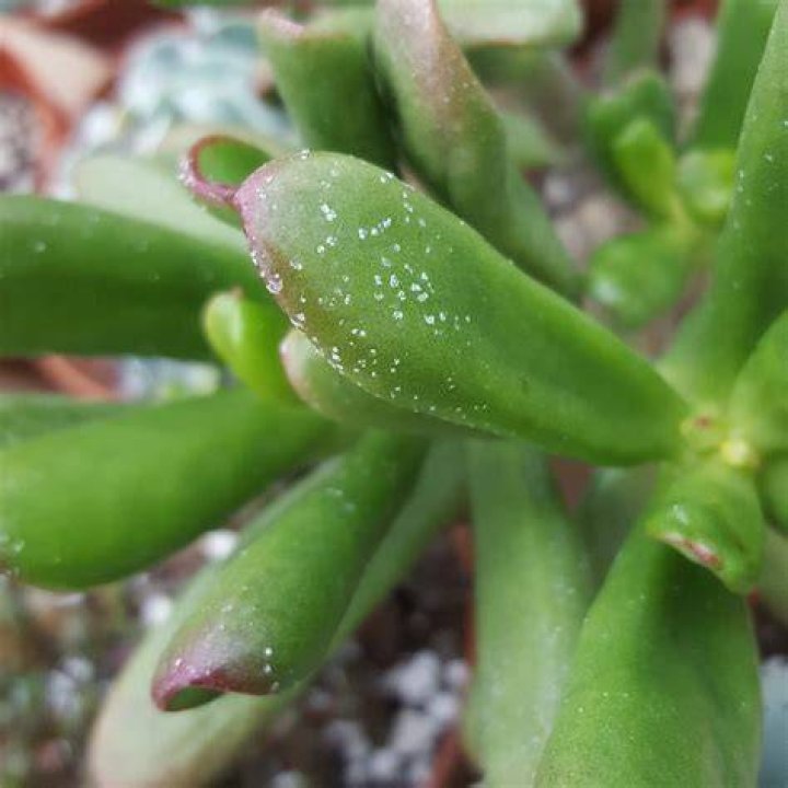 Why has my succulent got white spots?