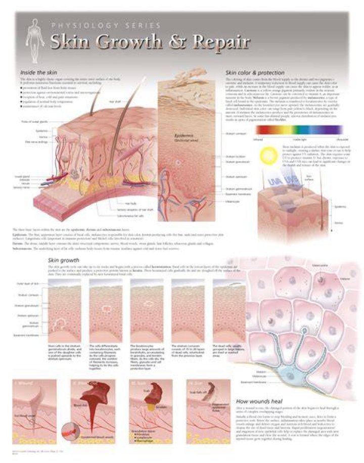 Will a chunk of skin grow back?