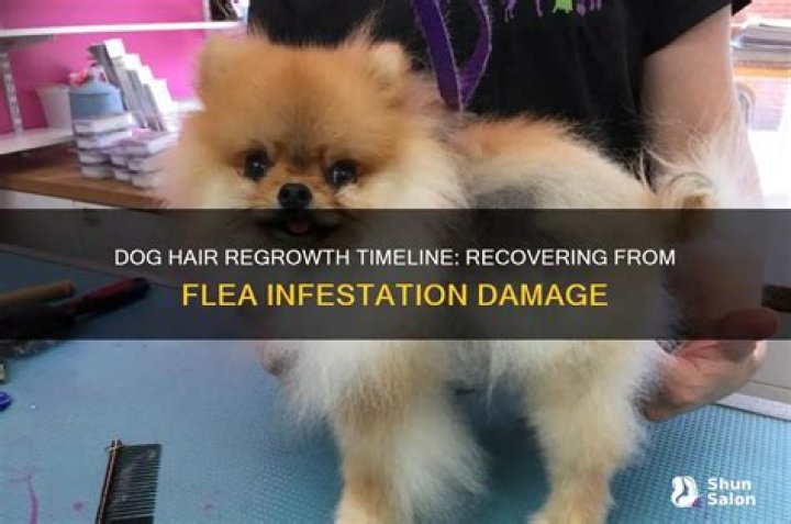 Will dogs hair grow back after fleas?