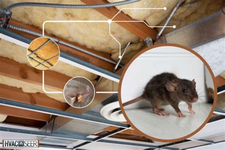 Will rats nest in fiberglass insulation?